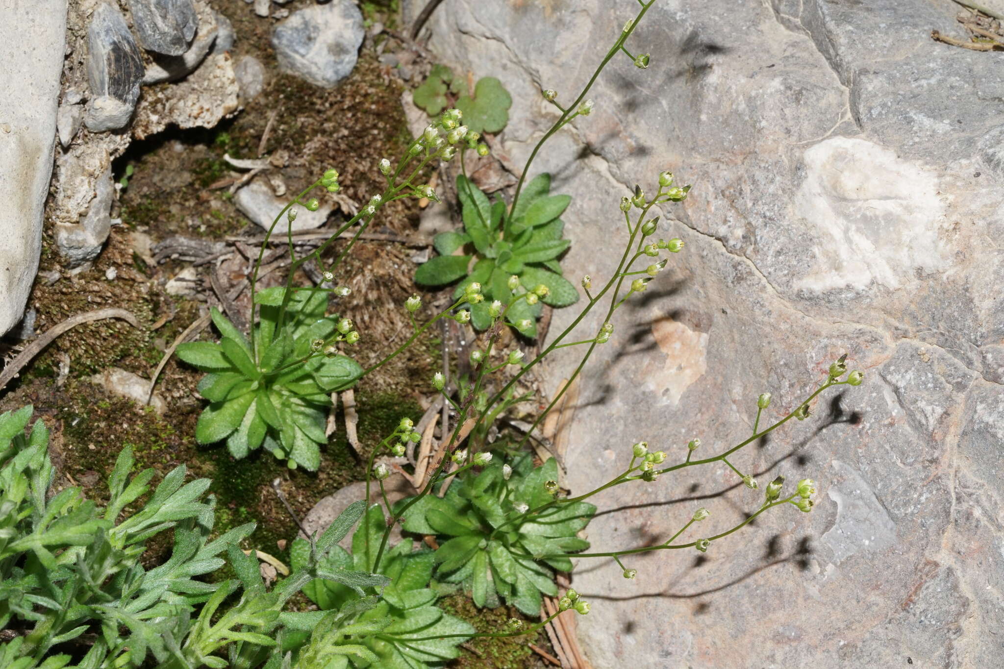 Sivun Draba paucifructa Clokey & C. L. Hitchc. kuva