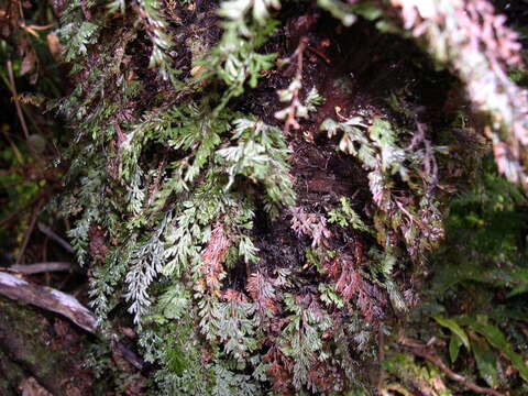 Image of Tunbridge filmy fern