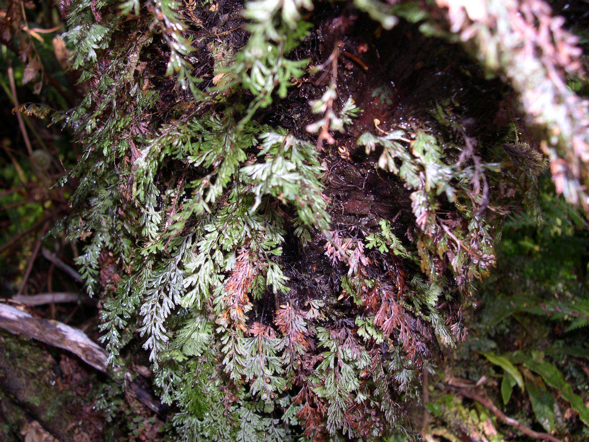 Hymenophyllum tunbrigense (L.) Sm. resmi