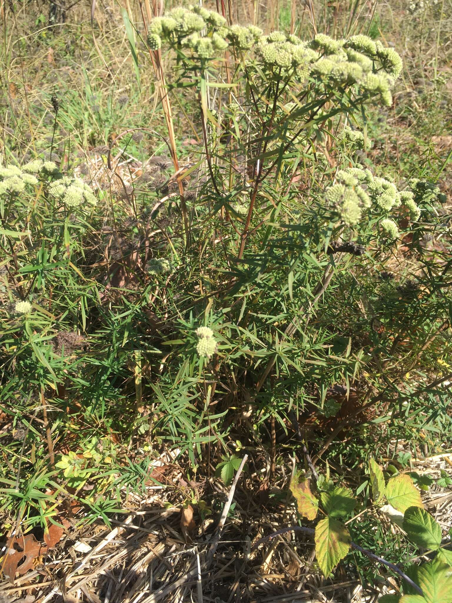 Imagem de Pycnanthemum tenuifolium Schrad.