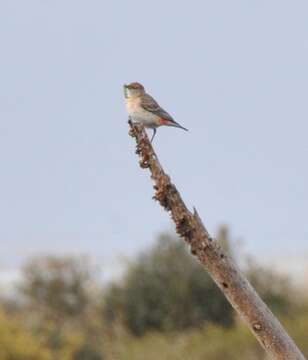 Image of Crimson Chat