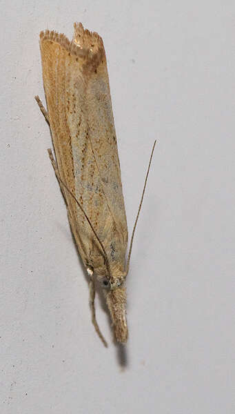 صورة Agriphila straminella