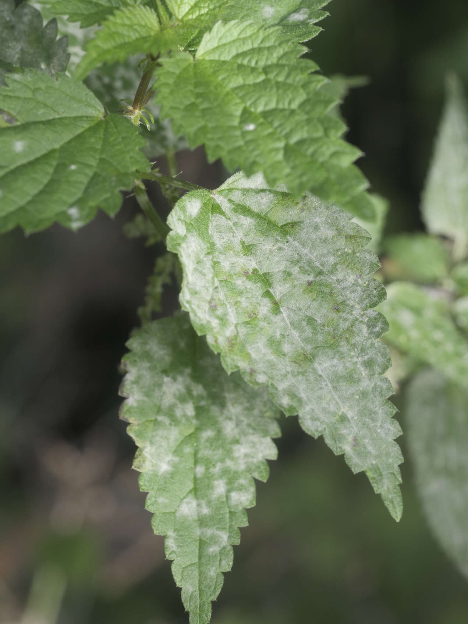 Erysiphe urticae (Wallr.) S. Blumer 1933 resmi