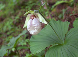 Image of Korean ladyslipper