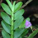 Image of Appendicula ramosa Blume