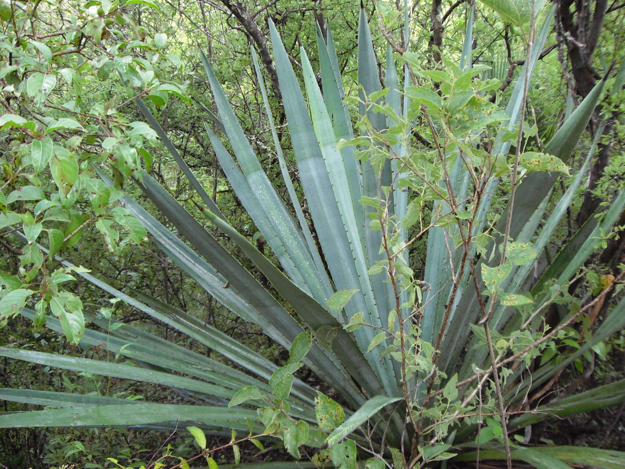 Image of century plant