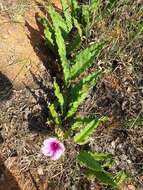 Image of Ipomoea ommanneyi Rendle