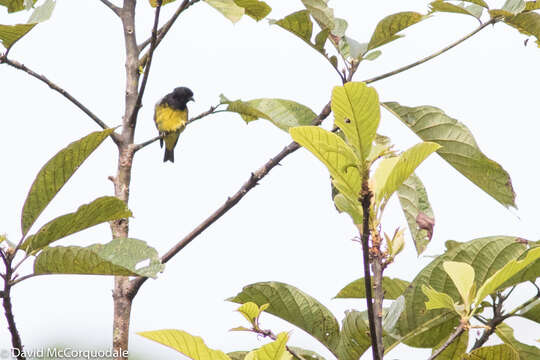 Image of Yellow-bellied Siskin