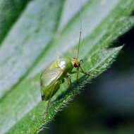 صورة Apolygus spinolae (H. Meyer-Dur 1841)