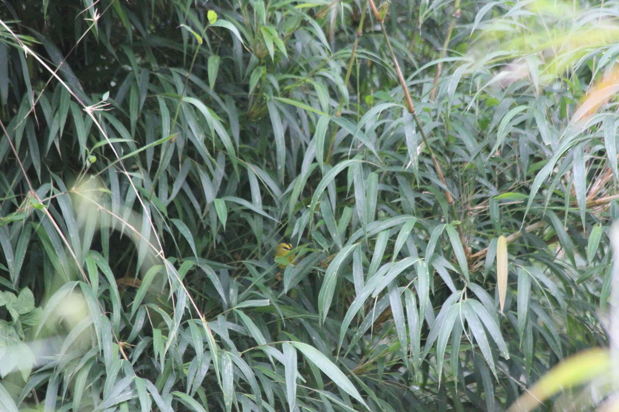 Image of Black-crested Warbler