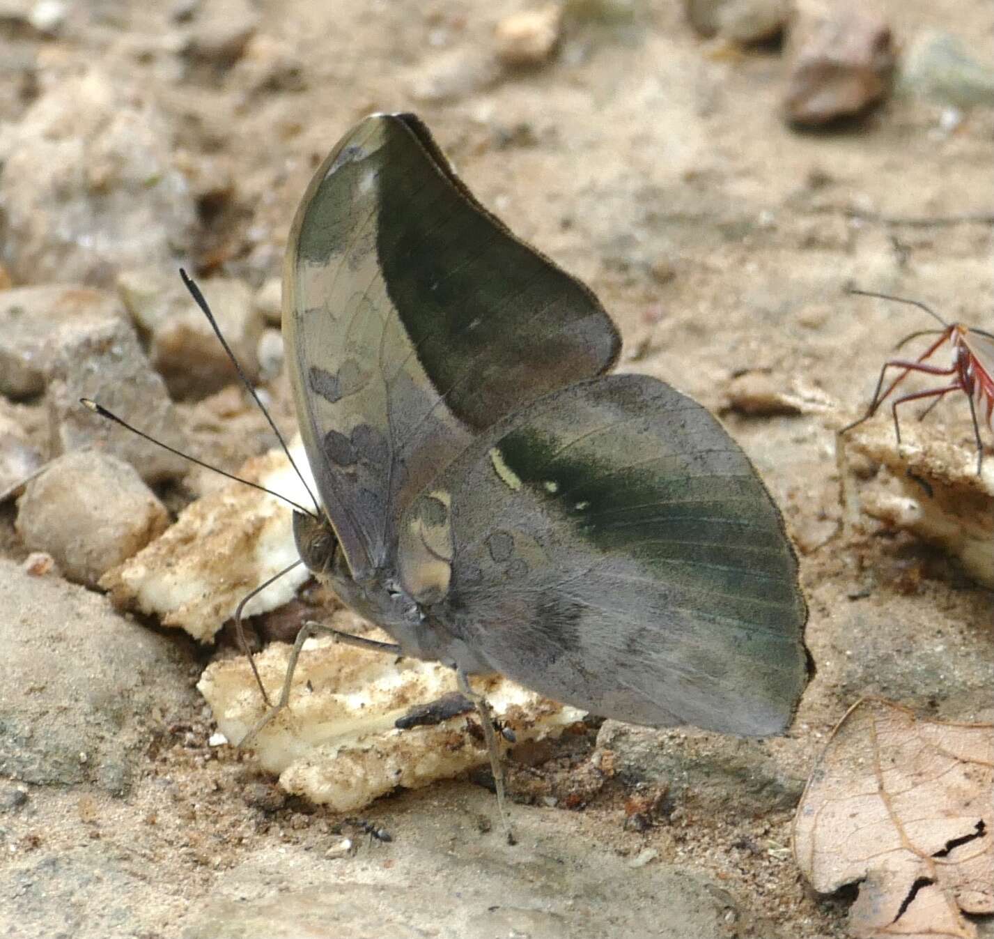 Image of Bebearia sophus Fabricius 1793