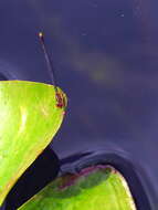 Image of Florida Bluet