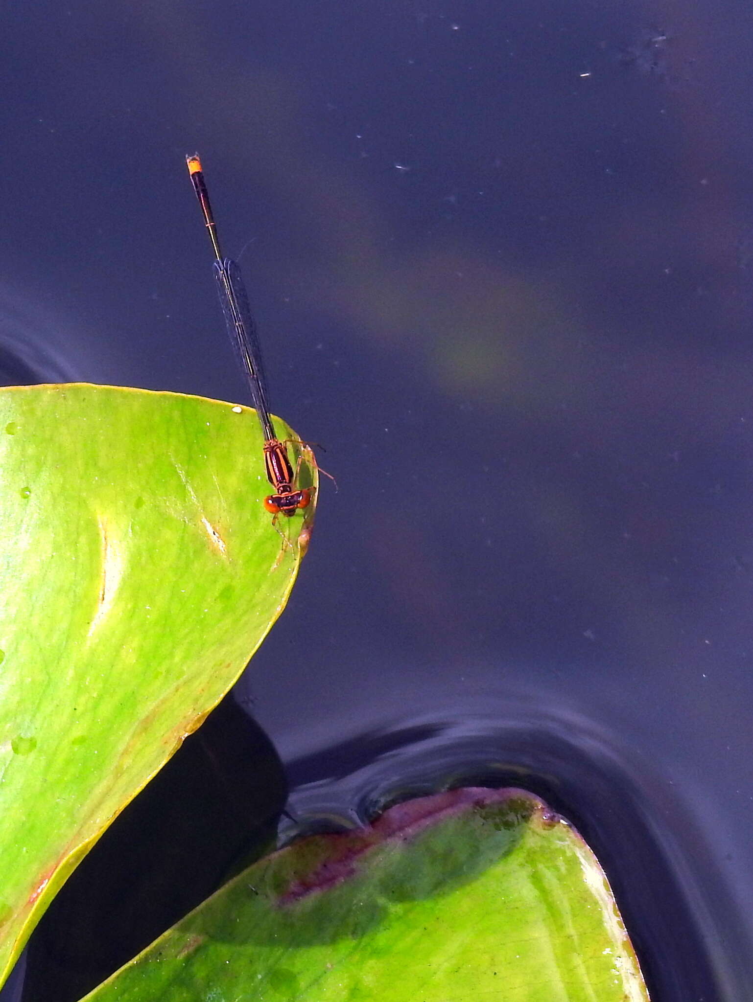 Image of Florida Bluet