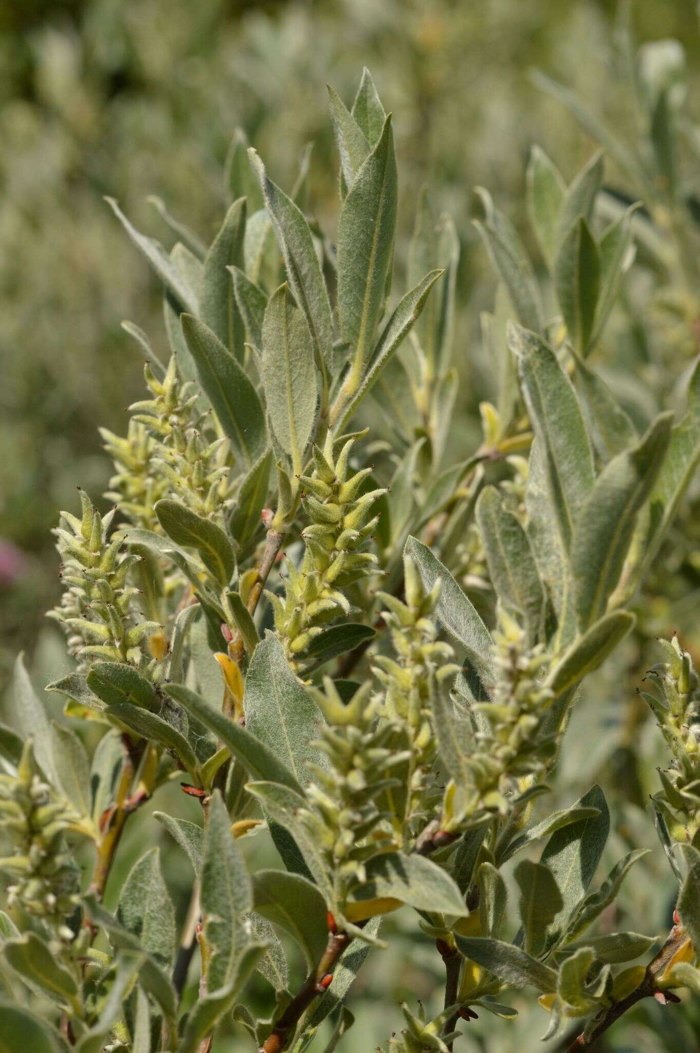 Image of Salix glauca var. villosa (Hook.) Anderss.