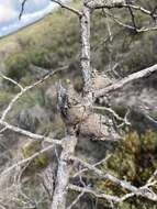 Image de Hakea psilorrhyncha R. M. Barker