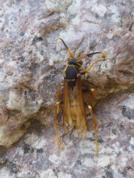 Image of Polistes buyssoni Brethes 1909