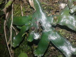 Image of Asterella australis (Hook. fil. & Taylor) Verd.