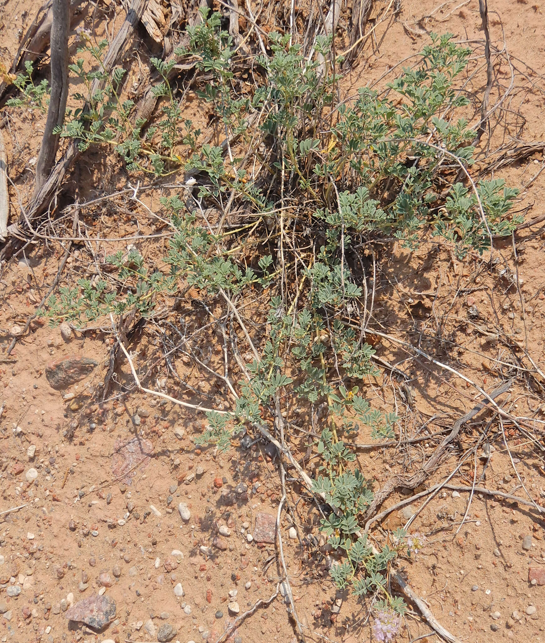 Image of Albuquerque prairie clover