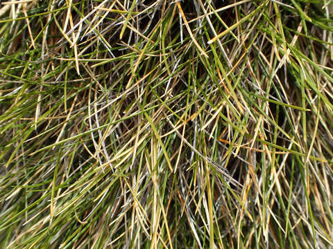 Image of Chionochloa australis (Buchanan) Zotov