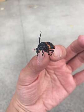 Image of Nicrophorus (Nicrophorus) mexicanus (Matthews & A. 1887)