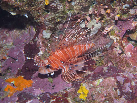 Image of Broadbarred firefish