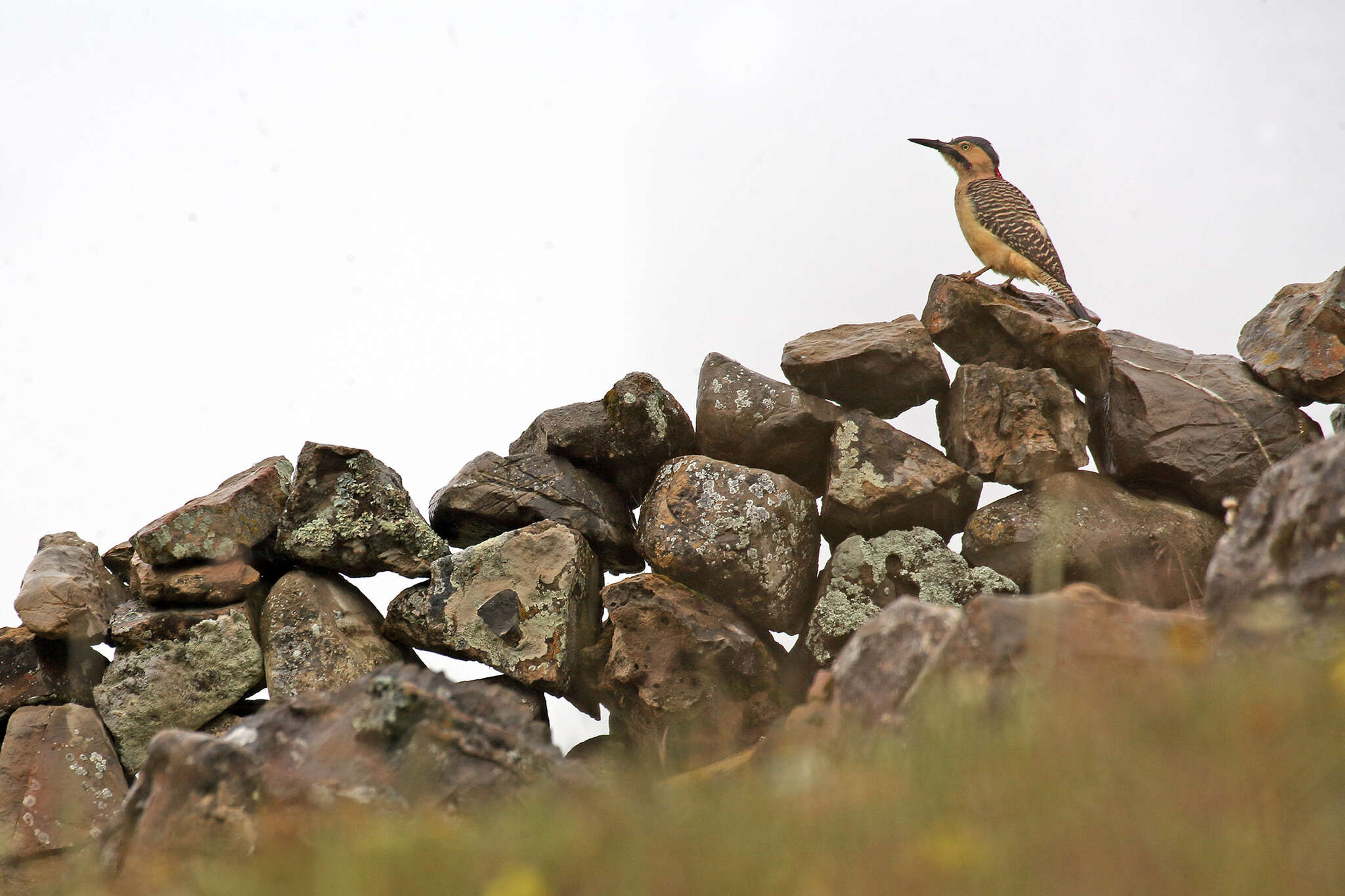 Image of Andean Flicker