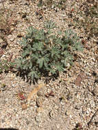 Image of bajada lupine