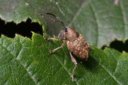 Imagem de Curculio nucum Linnaeus & C. 1758