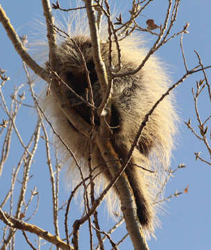 Image of North American porcupine