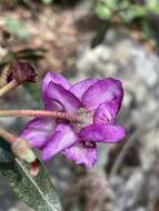 صورة Rhododendron lepidotum Wall.