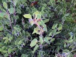 Слика од Arctostaphylos pumila Nutt.