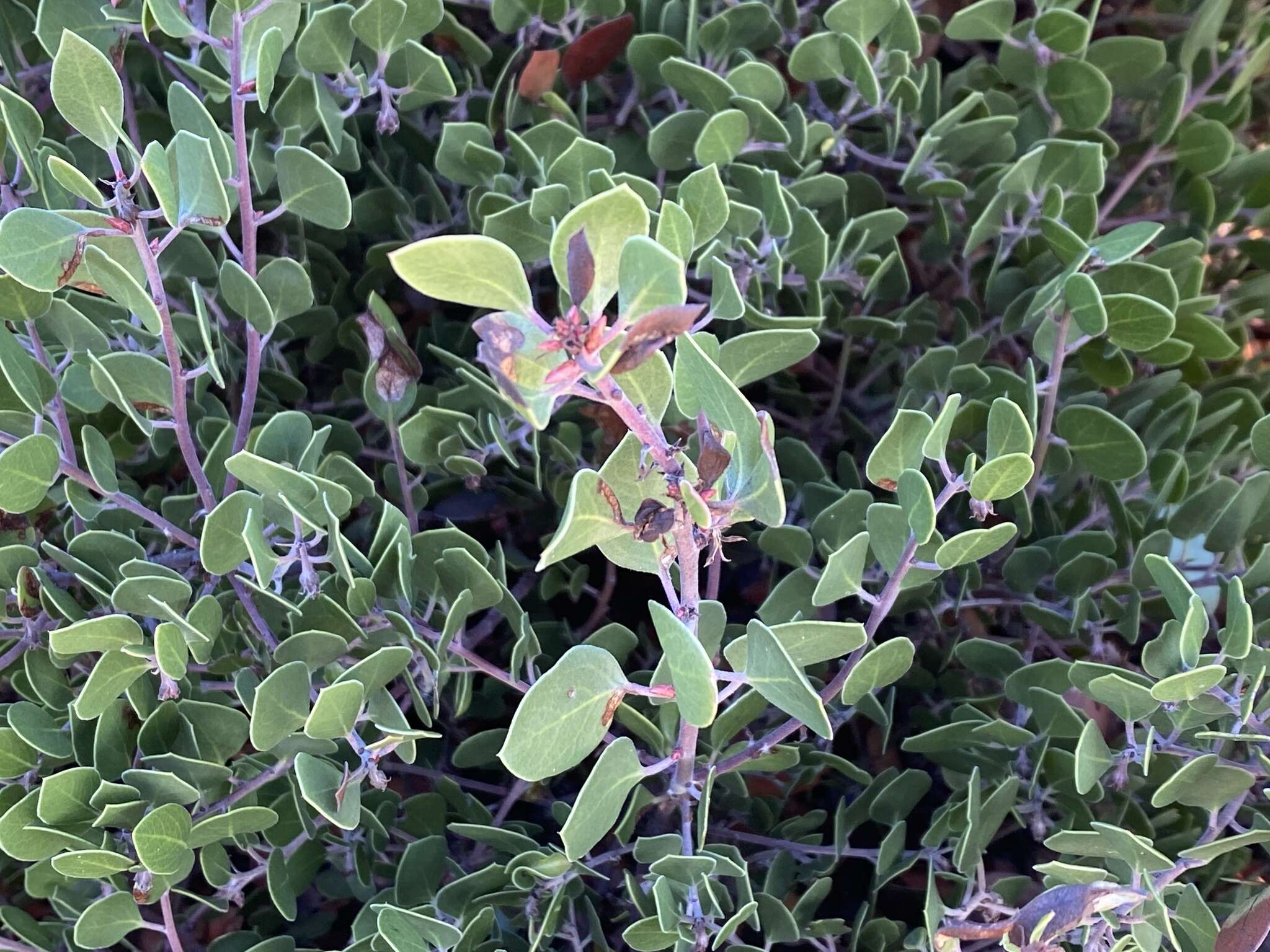 Image de Arctostaphylos pumila Nutt.