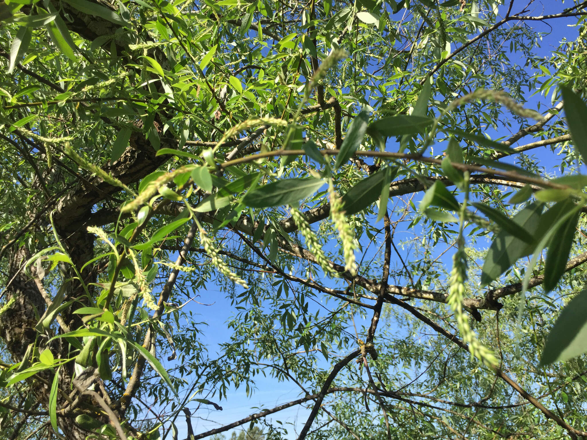 Image of Salix lasiandra var. lasiandra