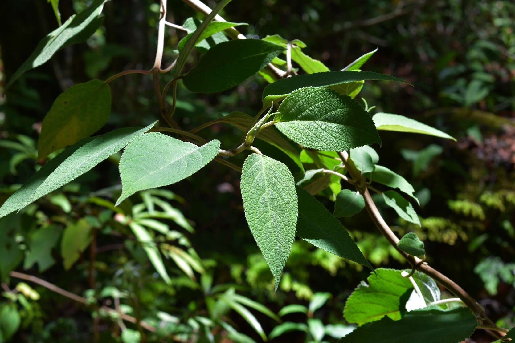 Image of Salvia karwinskii Benth.