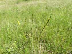 Image of Berkheya echinacea subsp. echinacea