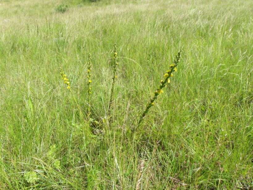 Image of Berkheya echinacea subsp. echinacea