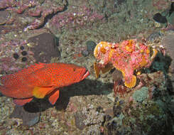 Image of Painted frogfish