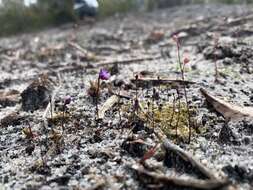 Image of Utricularia simplex R. Br.