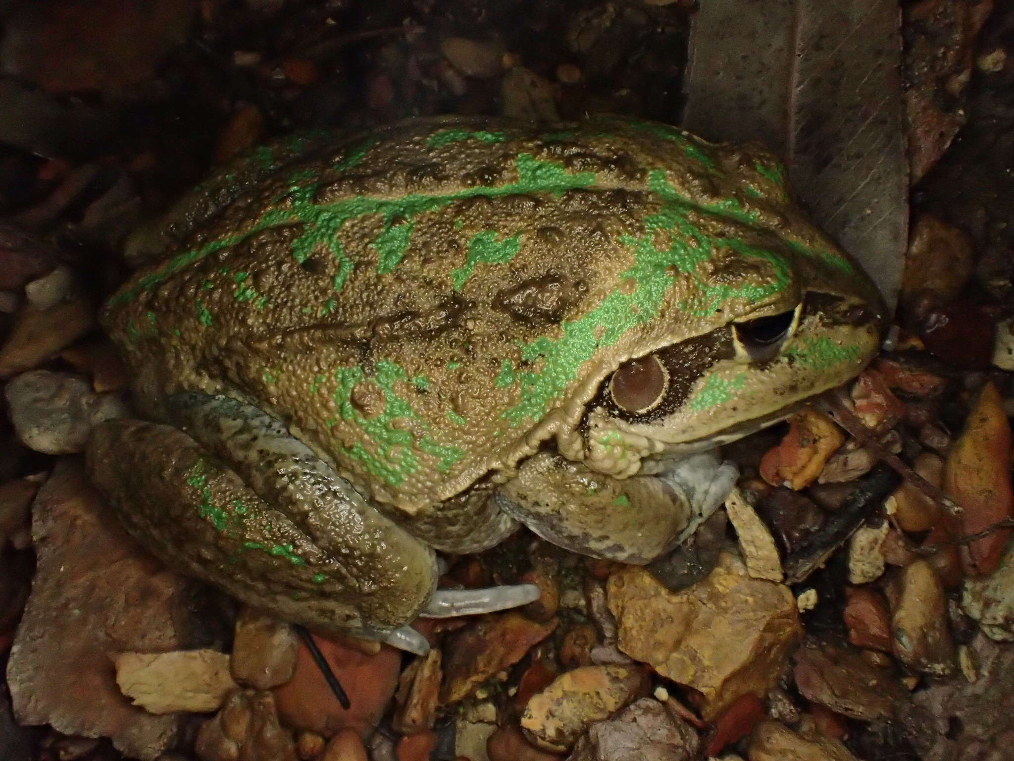 Image of Giant Frog