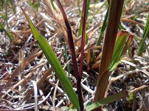 Imagem de Arctagrostis