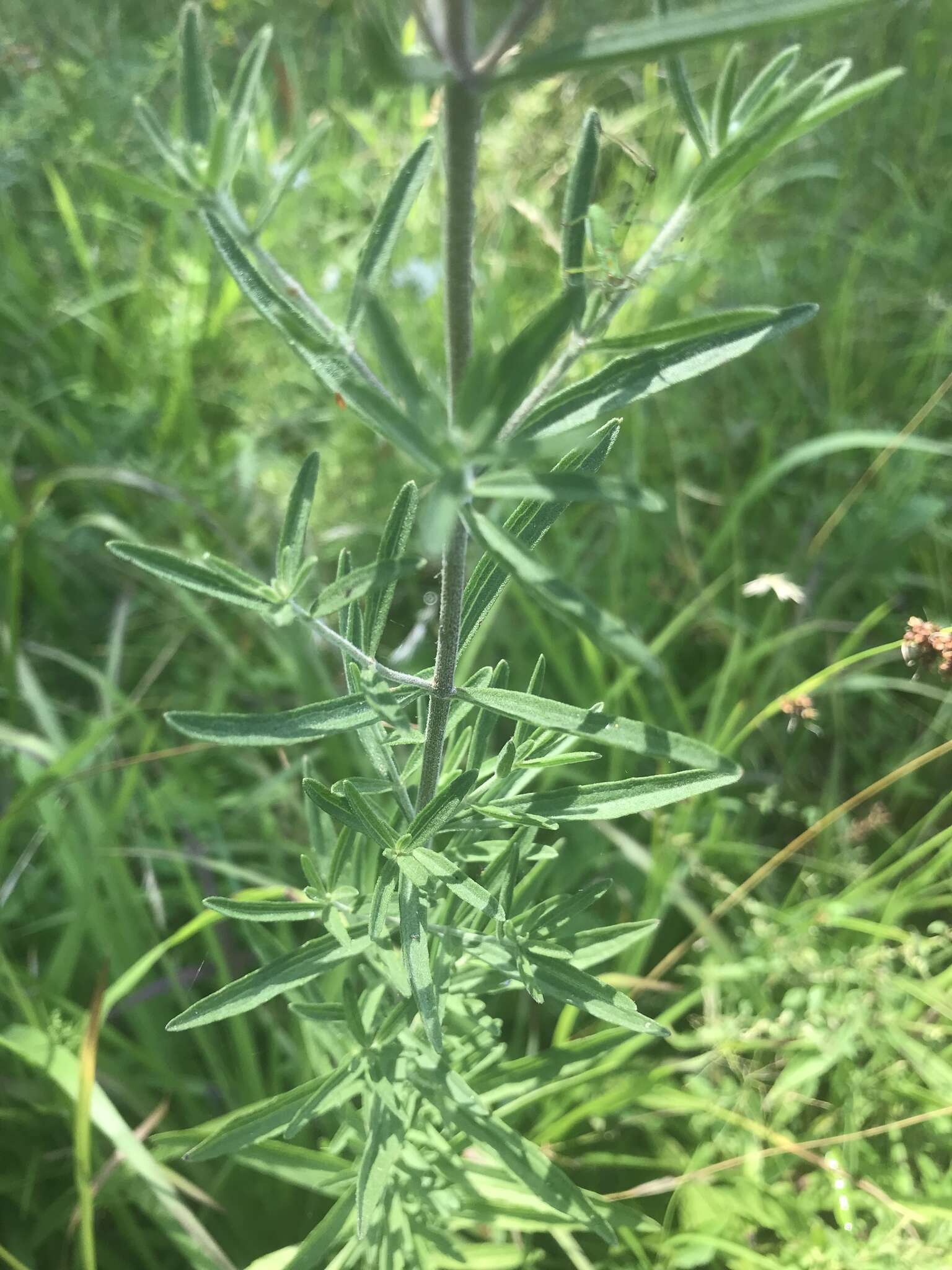 Image of hyssopleaf thoroughwort