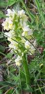 Image of Dactylorhiza romana subsp. romana