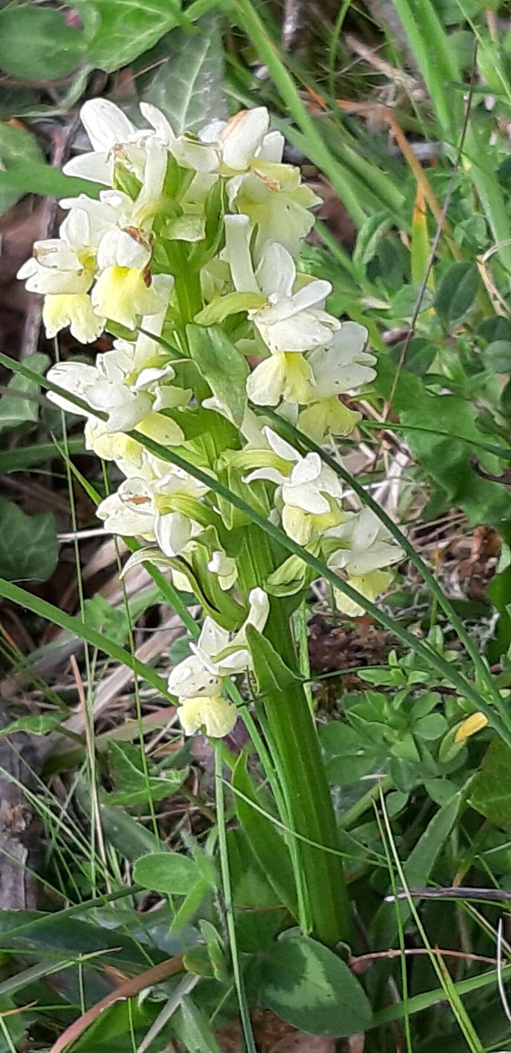 Image of Dactylorhiza romana subsp. romana