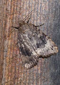 Image of Copper Underwing