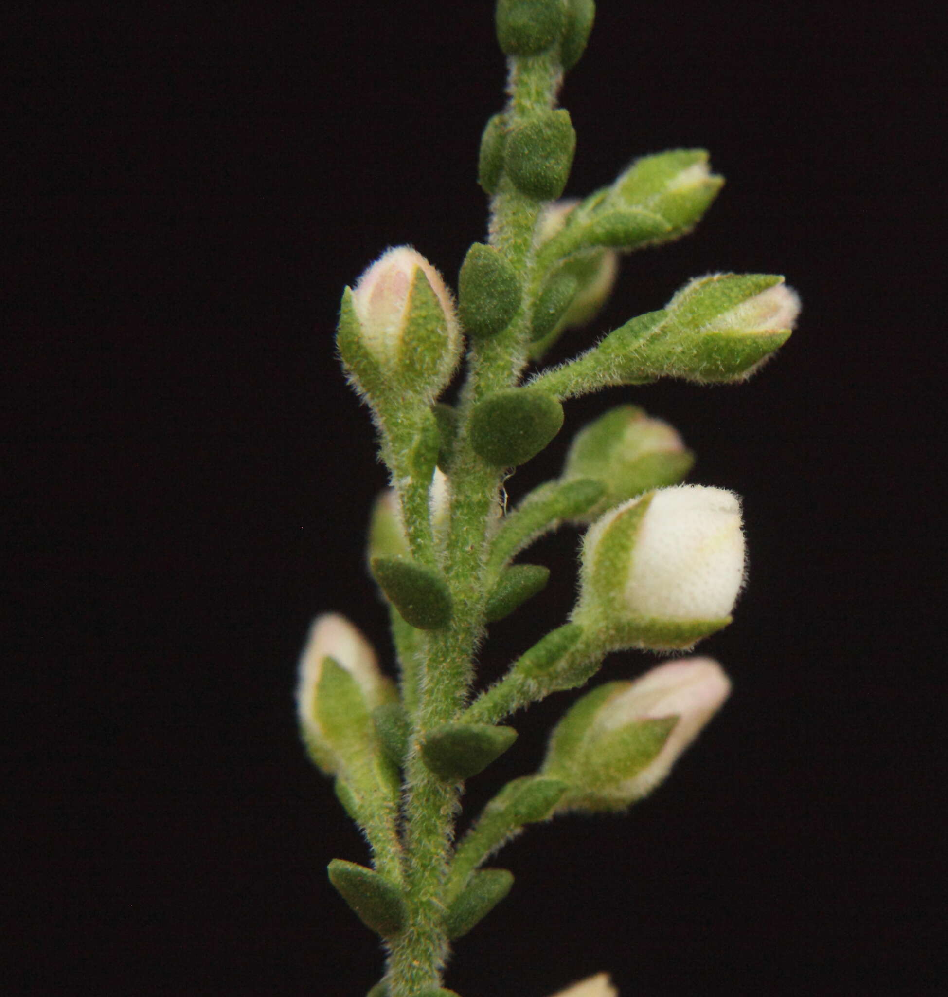 Image of Cyanothamnus baeckeaceus subsp. baeckeaceus