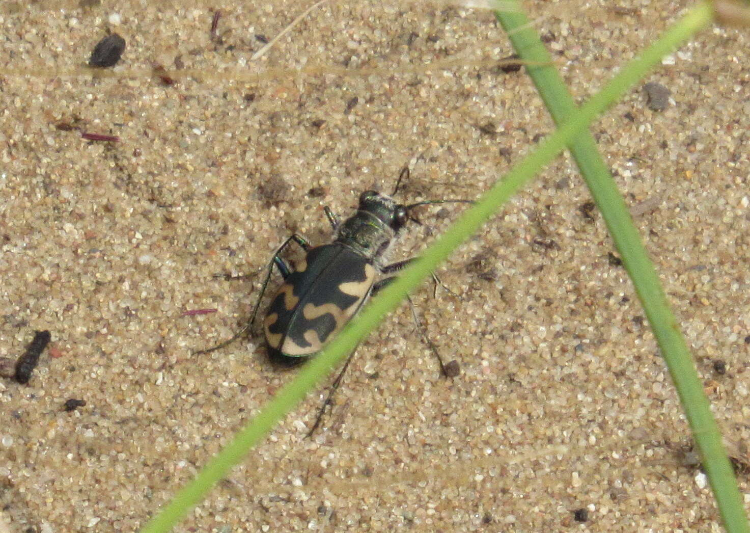 Image de Cicindela (Cicindela) formosa generosa Dejean 1831