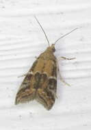 Image of Brower's Vitula Moth