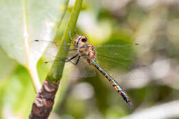 Image of Fat-bellied Emerald