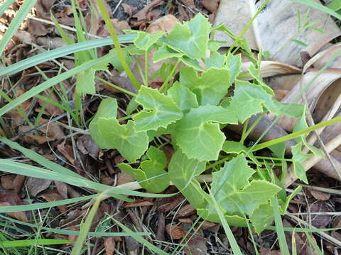 Plancia ëd Senecio oxyriifolius subsp. oxyriifolius