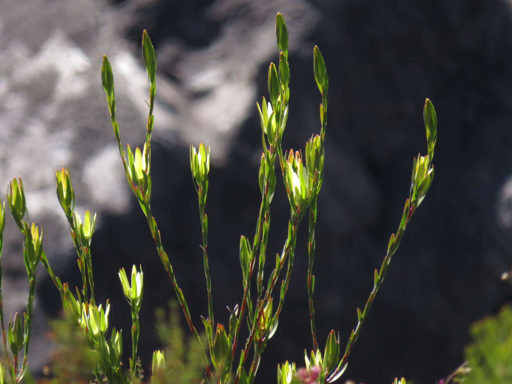 Image of Leucadendron diemontianum I. J. M. Williams